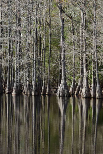 istock Forest of large and small Cypress trees reflected in calm lake 1204377817