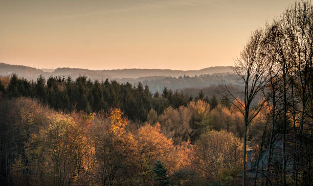 View over an autumnally colored mixed forest during dusk
