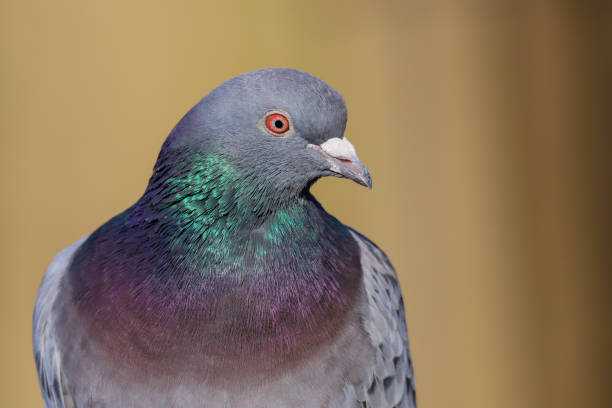 istock wild pigeon / rock dove (Columba livia) 1204378258