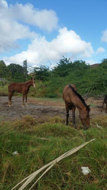 istock Horse with his foal grazing sucre 1204378353