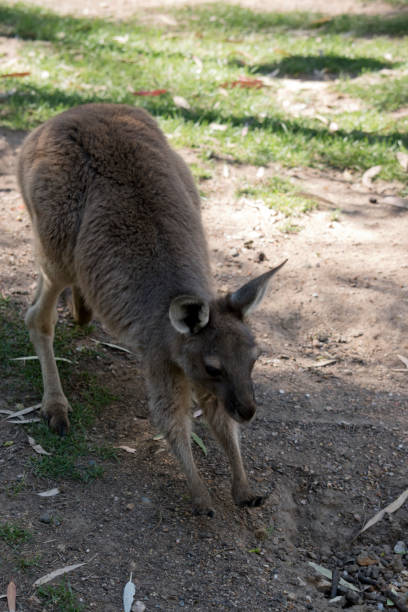 istock this is a western grey kangaroo joey 1204378354