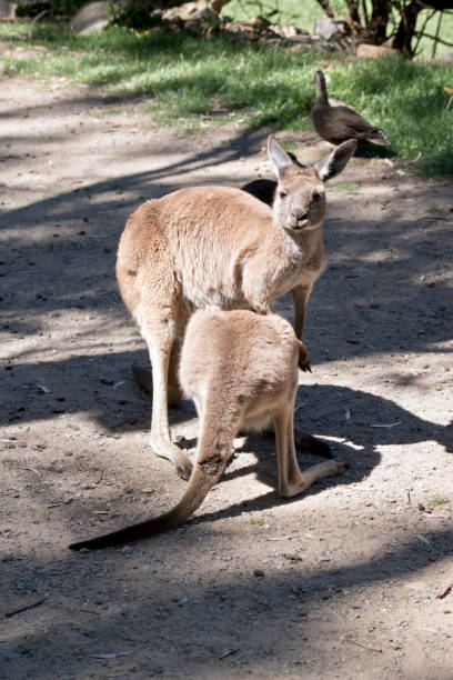 c’est une mère kangourou nourrir son joey de la poche - joey kangaroo young animal feeding photos et images de collection