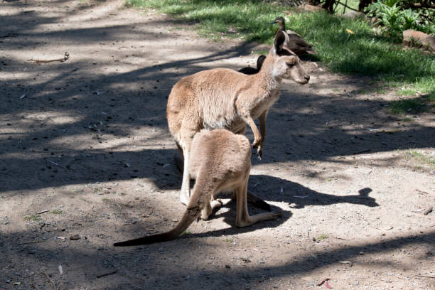 c’est une mère kangourou nourrir son joey de la poche - joey kangaroo young animal feeding photos et images de collection