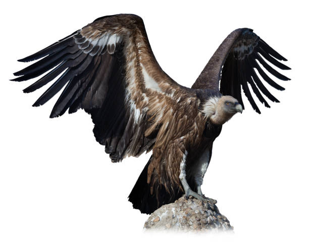 istock Big Griffon on stone on white background 1204379107