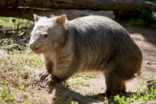 istock this is a side view of a common wombat 1204379122