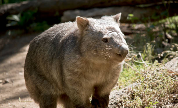 istock this is a close up of a comon wobat 1204379192