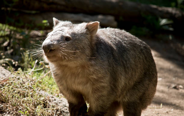 istock this is a close up of a comon wombat 1204379228