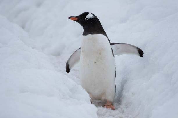 istock Gentoo penguin making its way to the ocean using a deep snow  penguin highway,, Ronge Island (also Curville), Graham Land, Antarctica. 1204379243