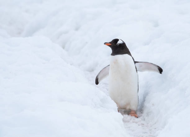 istock Gentoo penguin making its way to the ocean using a deep snow  penguin highway,, Ronge Island (also Curville), Graham Land, Antarctica. 1204379246