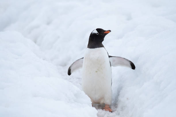 istock Gentoo penguin making its way to the ocean using a deep snow  penguin highway,, Ronge Island (also Curville), Graham Land, Antarctica. 1204379249