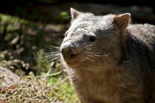 istock this is a close up of a comon wombat 1204379274