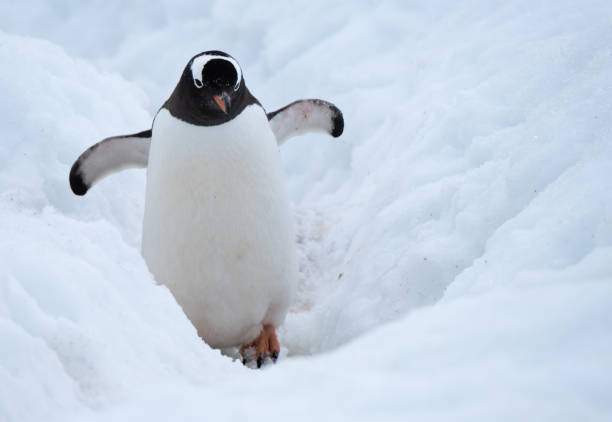 istock Gentoo penguin making its way to the ocean using a deep snow  penguin highway,, Ronge Island (also Curville), Graham Land, Antarctica. 1204379304