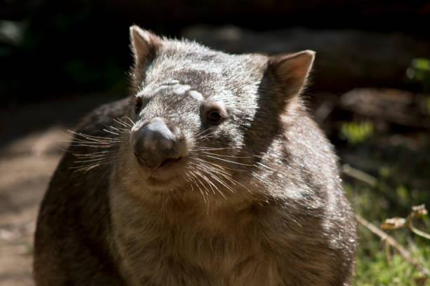 istock this is a close up of a comon wombat 1204379348