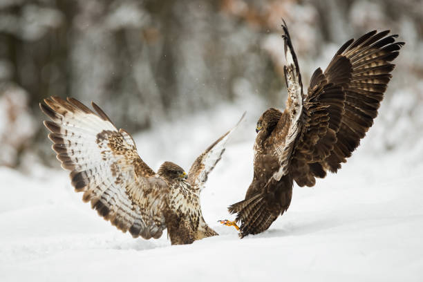 istock Two common buzzards fighting with wings open on snow in winter 1204381040