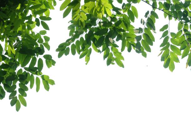 istock Tropical tree leaves with branches on white isolated background for green foliage backdrop 1204381051