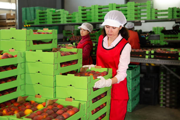 istock Female in process of sorting and packaging apricots 1204381582