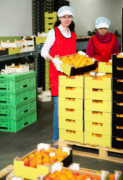 istock Female in process of sorting and packaging apricots 1204381652