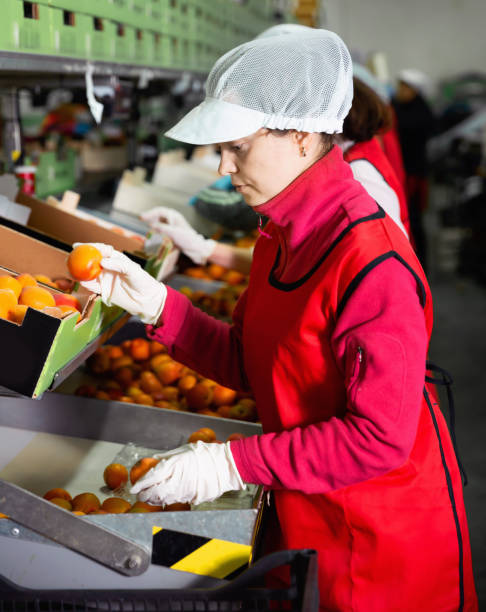 istock Woman working on producing sorting line at fruit warehouse, preparing apricots for packaging 1204381658