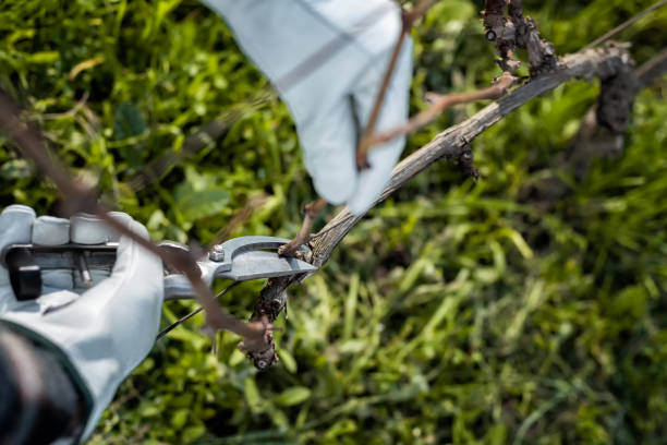 Winegrower with protective gloves. Prune the vineyard with professional steel scissors. Traditional agriculture. Top wiev.