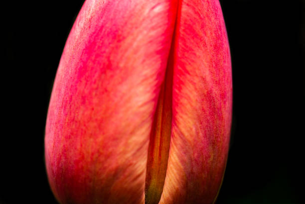 istock Close Up Side View Of A Single Red Tulip. 1204382285