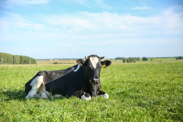 istock cow grazes on green grass 1204382581