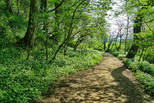 A path through an English woodland in Spring, with wild garlic growing alongside