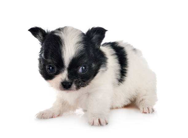 istock little chihuahua 1204382952