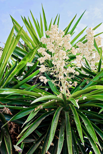 istock Yucca plant. White exotic flowers with long green leaves 1204383130
