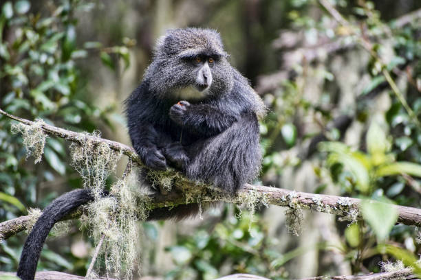 Cute blue monkey in the Kilimanjaro rainforest, Cercopithecus mitis, tanzania stock photo