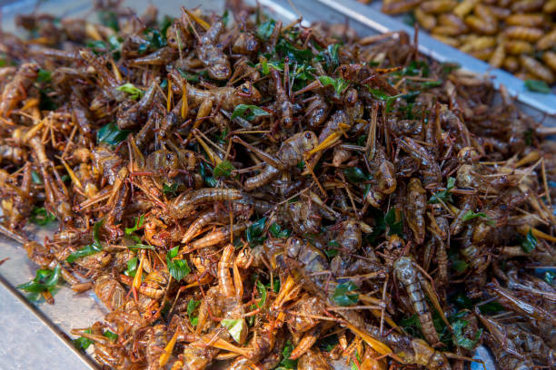 istock Fried bugs insects or grub in thailand 1204387506