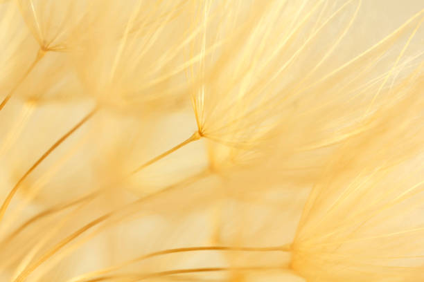istock Delicate dandelion flower as a background 1204387584