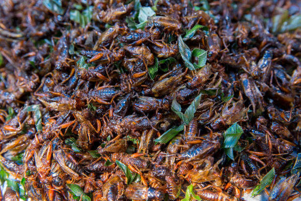 istock Fried bugs insects or grub in thailand 1204387719