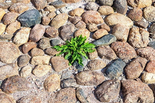 Green plant is growing on the old cobblestone pavement