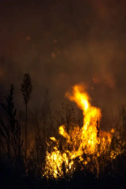 Photo of Dry grass burns at night. Pastures and meadows in the countryside. Environmental disaster to which prychesni irresponsible people. Luxurious mystical night landscapes shot on a 300mm lens.