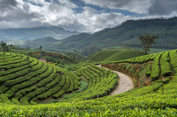 Tata Tea Plantations, Munnar, Kerala, India Tata Tea Plantations, Munnar, Kerala, India darjeeling stock pictures, royalty-free photos & images