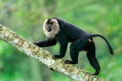 Lion Tail Macaque, Macaca silenus, Endangered withPopulation decreasing, Western Ghats, India
