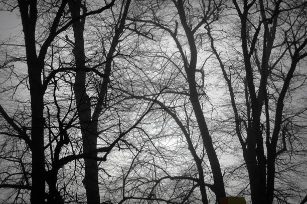 damaged tree