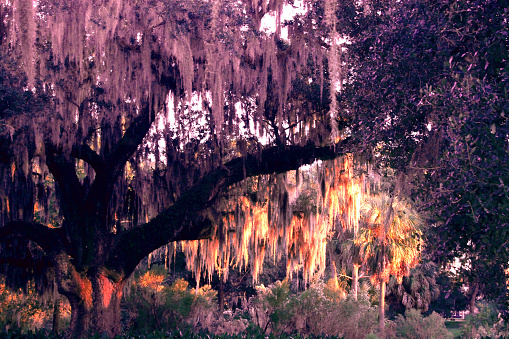 Photo of an Oak tree with lots of hanging Spanish moss. Photo taken in New Orleans, Louisiana.