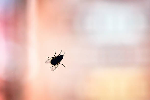 Silhouette of a fly on a window glass with pastel colored abstract blurry background