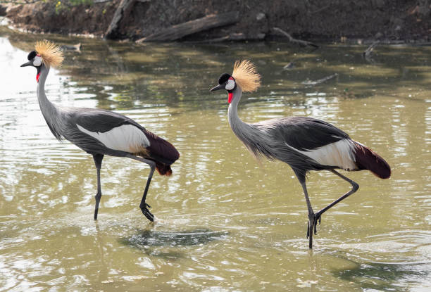 istock Close up Two Grey Crowned Crane Walking in The Swamp 1204392068