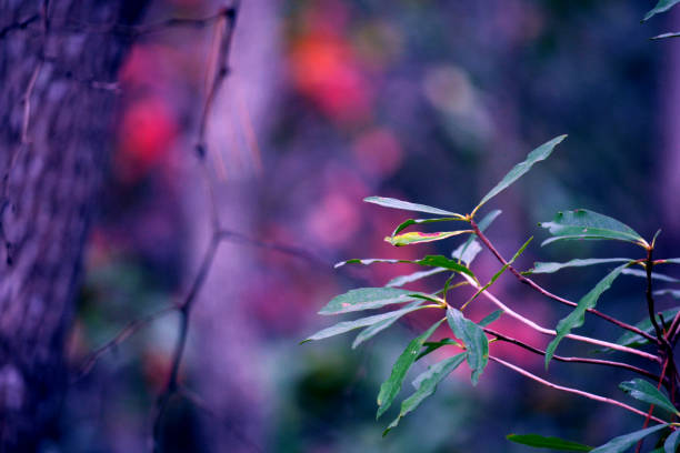 A close-up of green leaves in front of a blurred background. Background contains Autumn leaf colored foliage as well as blurred tree trunk. Photo taken in Covington, Louisiana.