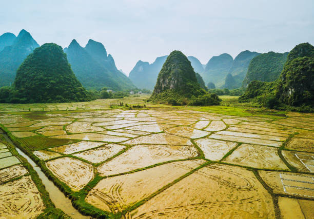 istock Rice fields scenery karst landscape of Guilin, China 1204394646