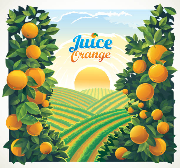 ilustrações de stock, clip art, desenhos animados e ícones de rural landscape with oranges branches - grove