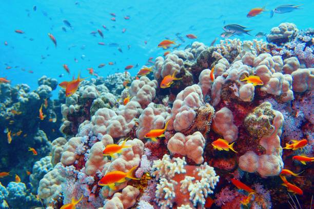 istock Beautiful tropical coral reef with shoal or coral fish 1204396138
