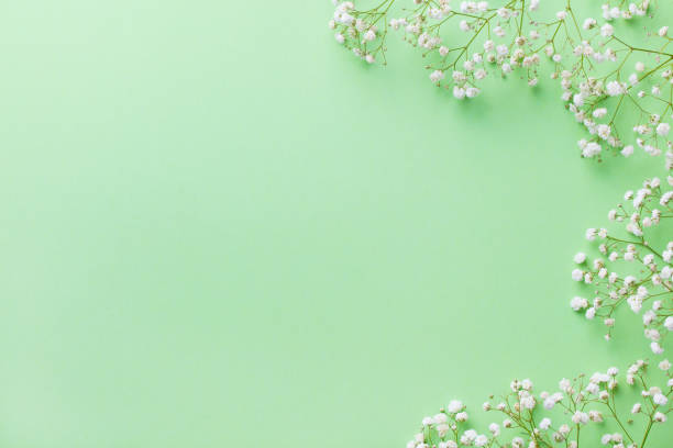 istock White flowers, qypsophila on pastel green background. Top view. Copy space. 1204396535