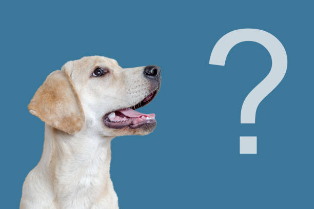 istock Curious dog and question mark on a blue background, faq concept. 1204399164