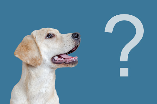 Curious dog and question mark on a blue background, faq concept.