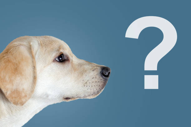 istock Surprised dog, question mark, on a blue background 1204399330