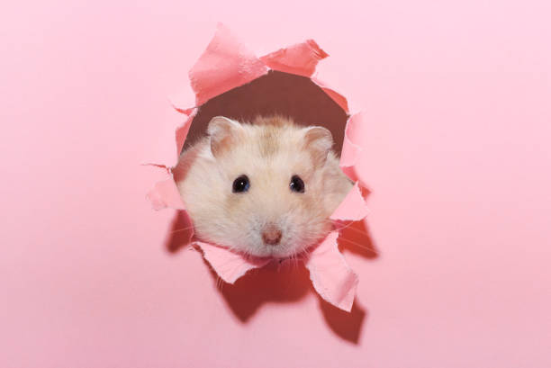 Cute hamster