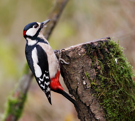 great spotted woodpecker sitting on a tree with worms in its beak